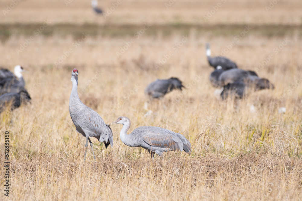 Sandhill cranes, parent and child, in Izumi city, Kagoshima prefecture, Japan Sandhill cranes, parent and child, in Izumi city, Kagoshima prefecture, Japan