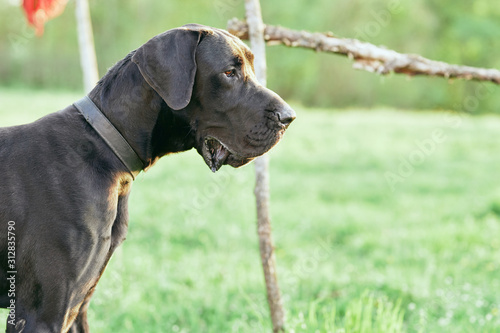 portrait of a dog