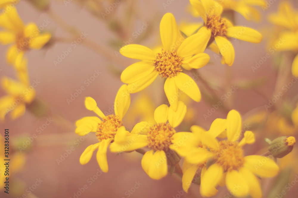 flores amarillas silvestres con fondo anaranjado, bokeh, vintage, suave,  amarillo, jardín, primavera, floración, soft focus, flor, amarilla Photos |  Adobe Stock