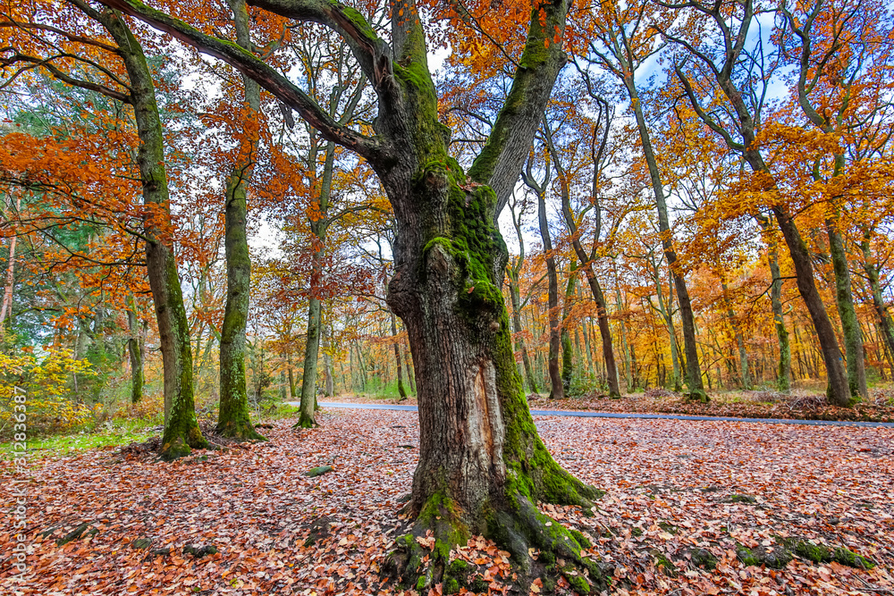 Autumn and forest