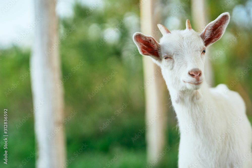 goat in the farm