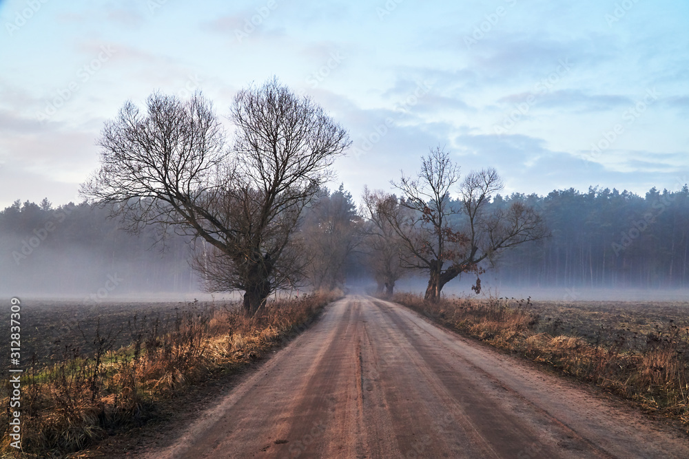 Willow by the dirt road and fog near the forest in Poland.