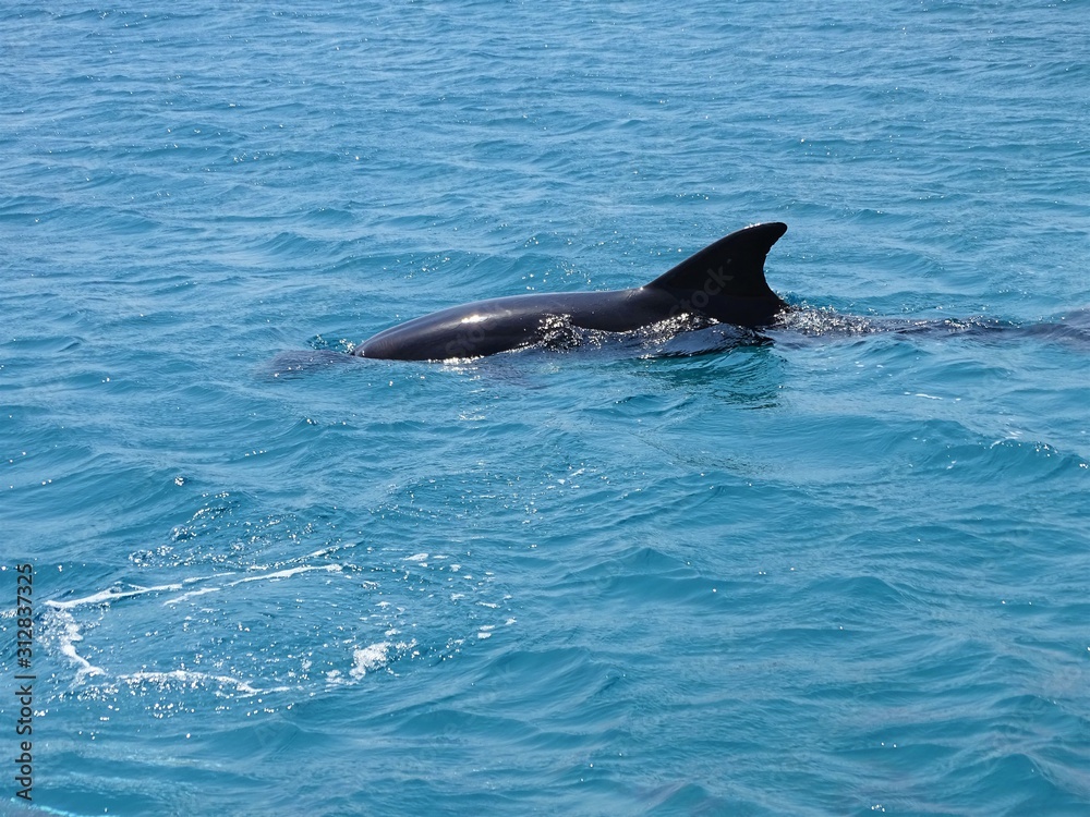 Naklejka premium Dolphin Swims in the Sea