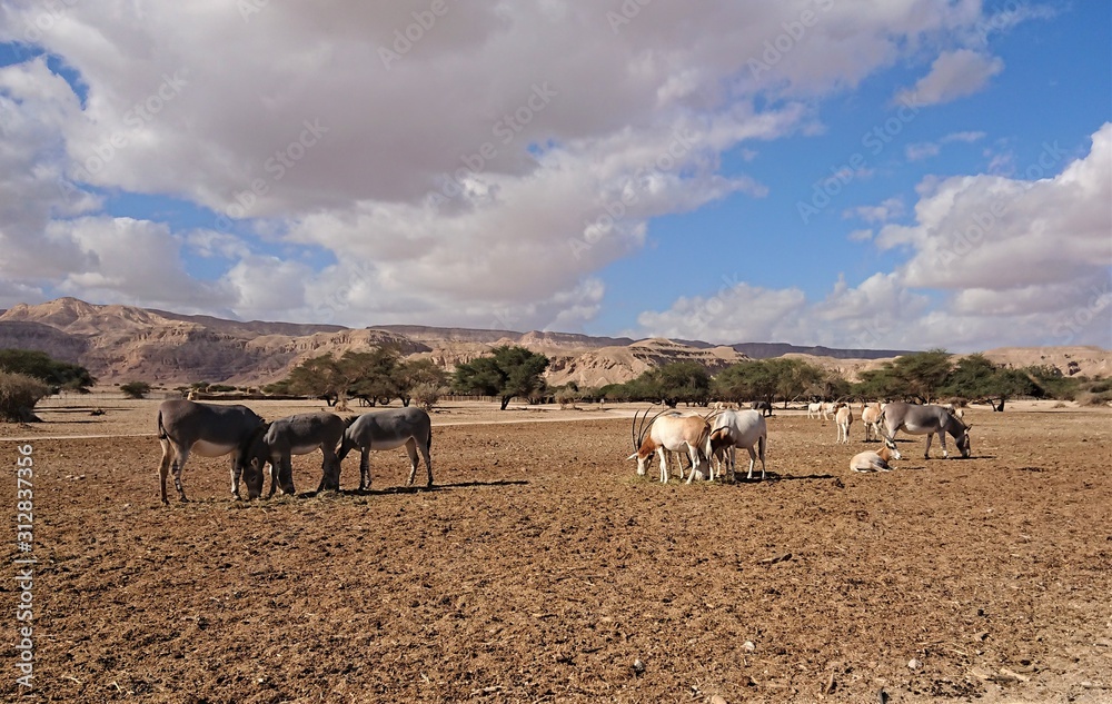 Obraz premium Donkey and Antelope in the Desert