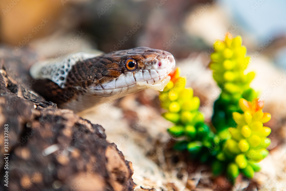 Closeup shot with selective focus of pet serpent's head as it sheds its skin. Sly serpent shedding over wood shavings and plants in its enclosure. Closeup shot with selective focus of pet serpent's head as it sheds its skin. Sly serpent shedding over wood shavings and plants in its enclosure.