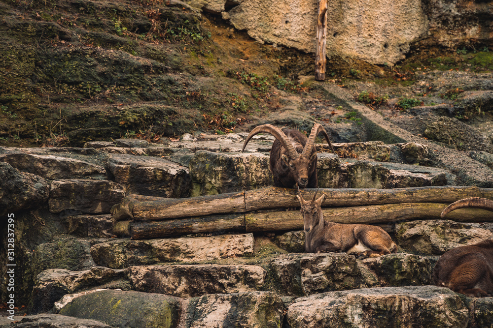highland goats resting on rocks wildlife animal in outdoor natural environment highland goats resting on rocks wildlife animal in outdoor natural environment