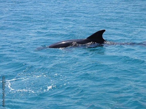 Dolphin Swims in the Sea
