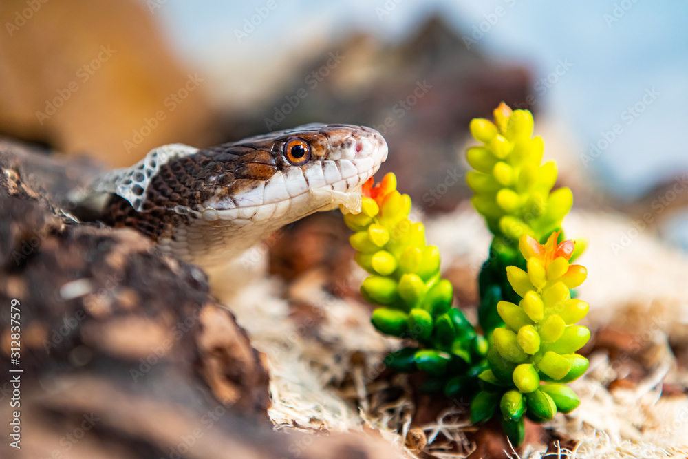 Obraz premium Closeup shot with selective focus of pet serpent's head as it sheds its skin. Sly serpent shedding over wood shavings and plants in its enclosure.