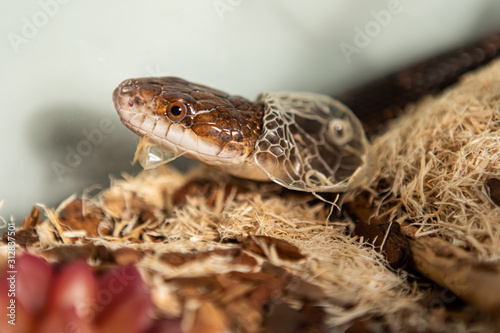 Bilde på lerret Closeup shot with selective focus of pet serpent's head as it sheds its skin