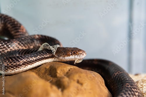 Closeup shot with selective focus of pet serpent's head as it sheds its skin. Sly serpent shedding over stone structure in its glass enclosure 