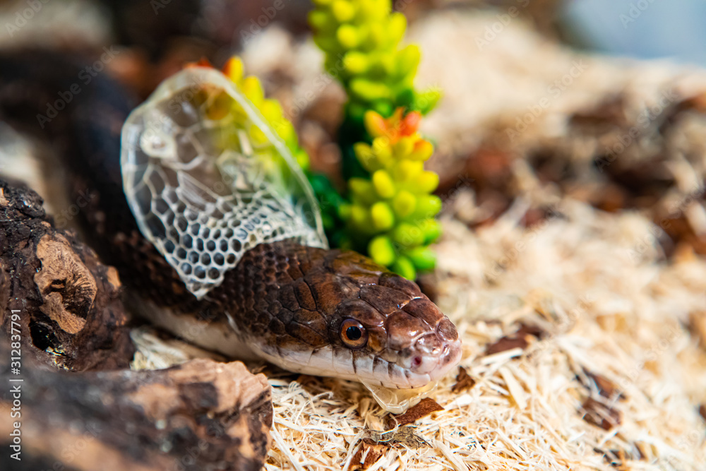 Fototapeta premium Closeup shot with selective focus of pet serpent's head as it sheds its skin. Sly serpent shedding over wood shavings and plants in its enclosure.