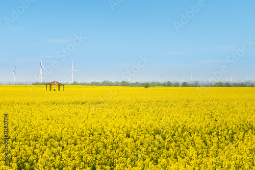 beautiful rapeseed flower field in spring