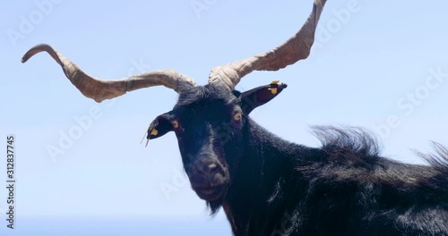 Devilish black wild goat staring into your soul in slow motion  photo