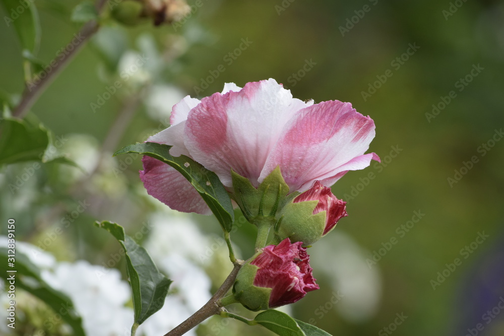 pink and white multi colored flower pink and white multi colored flower