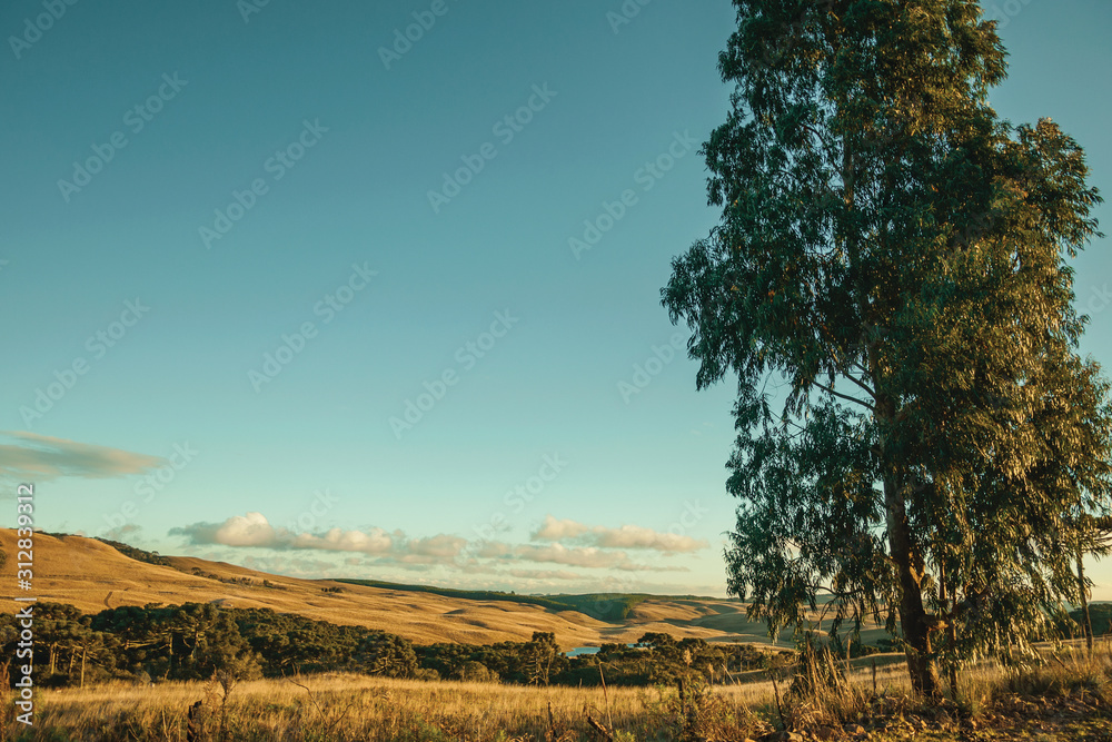 Obraz premium Tree in rural lowlands called Pampas