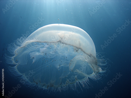 Jellyfish harboring fish larvae in the background shining sun rays © Ricardo Dias