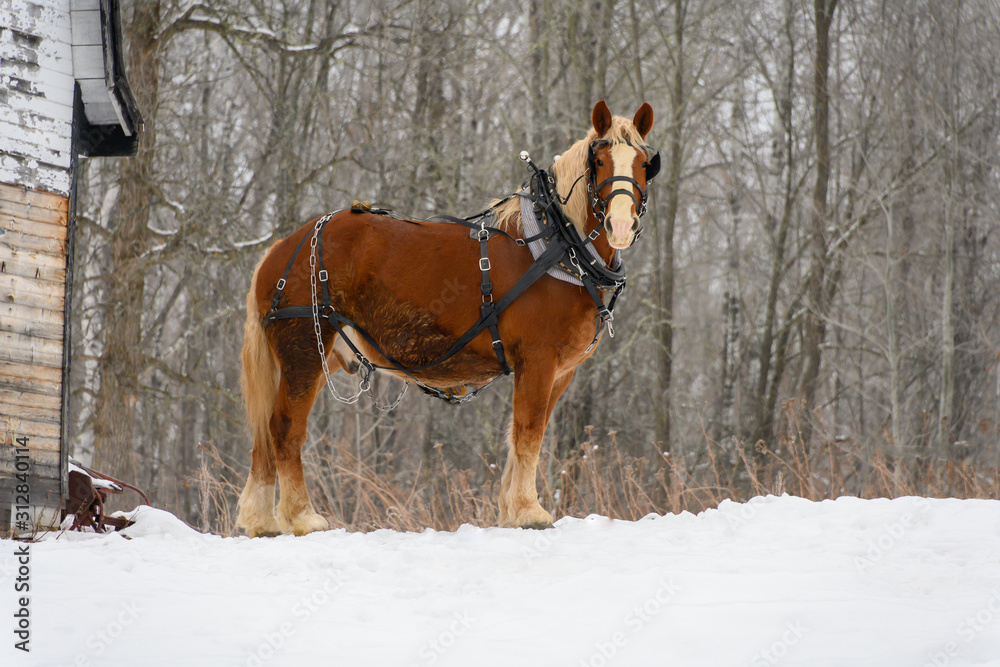 One clydesdale horse in winter