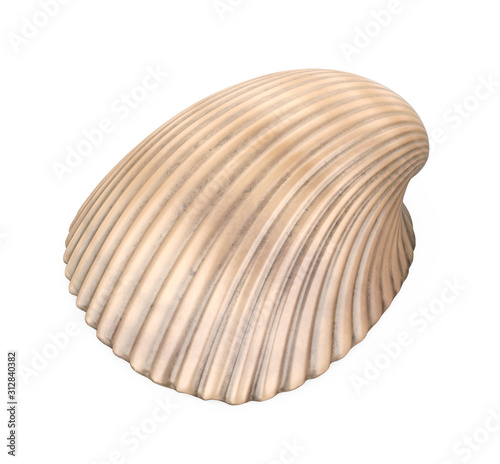 Cockle Seashell Isolated photo