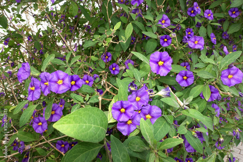 blühender Kartoffelbaum (Lycianthes rantonnetii) photo