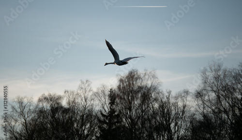 Image of swan flying in the air