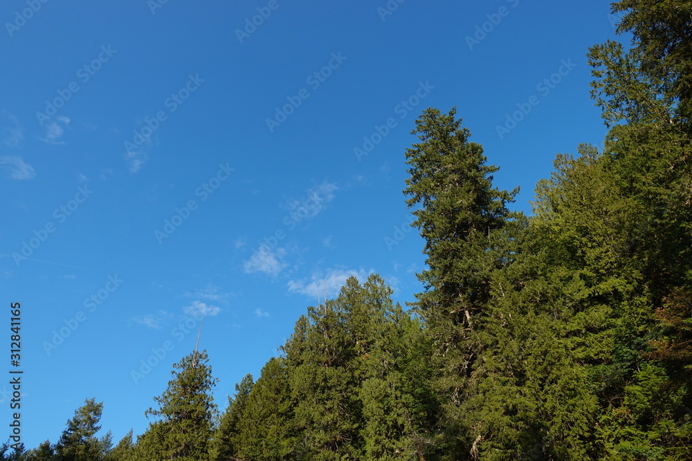 Coastal rain forest tree tops on a warm sunny day. Coastal rain forest tree tops on a warm sunny day.