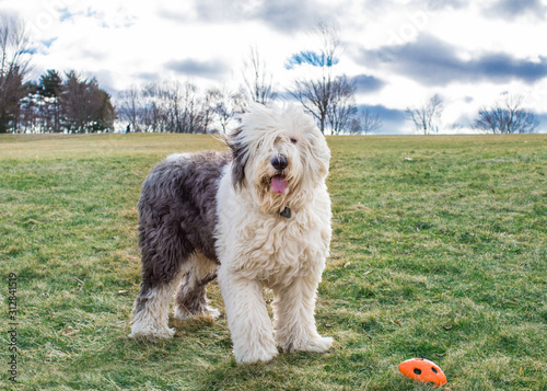 Canvastavla An old English Sheepdog at the park