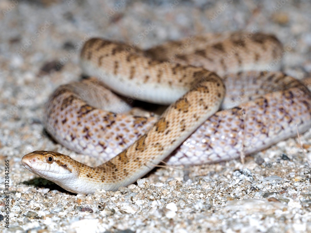 Fototapeta premium desert glossy snake
