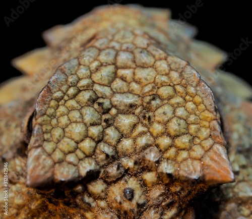 Blainville's horned lizard photo