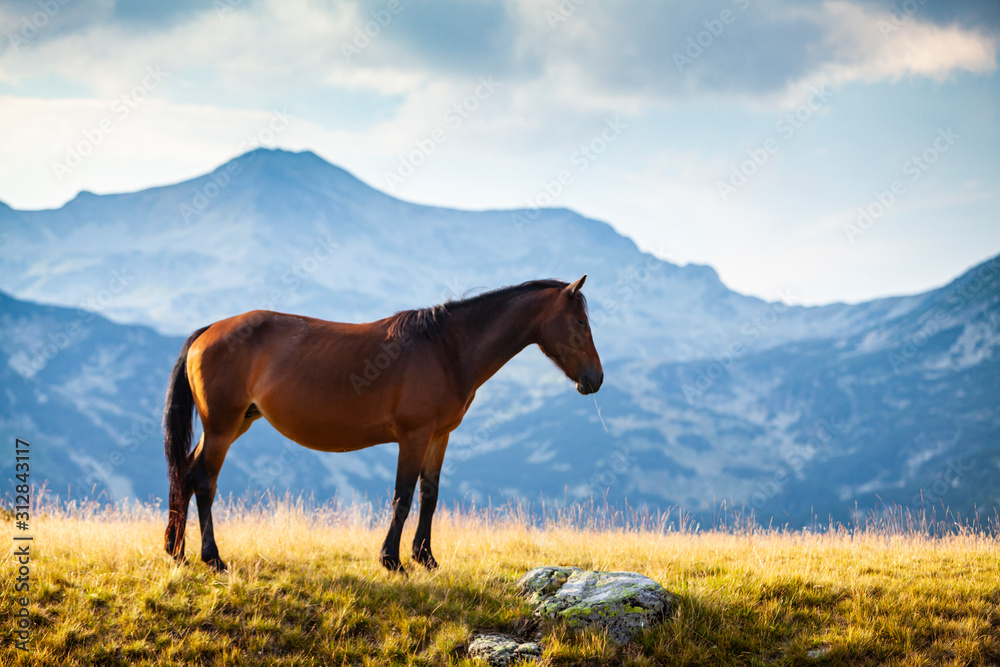 Wild horse roaming free on an alpine pasture in the summer