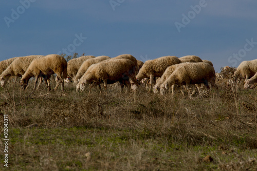 troupeaux de moutons en macédoine
