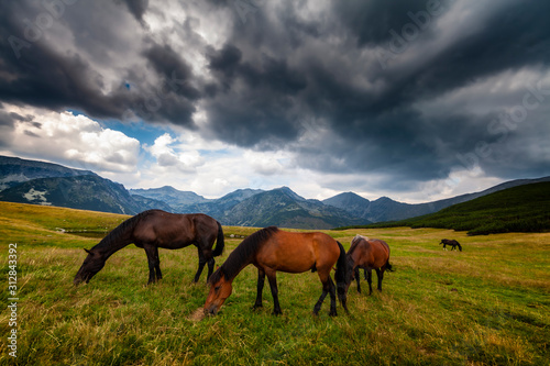Wild horses roaming free on an alpine pasture in the mountains in summer © Calin Tatu