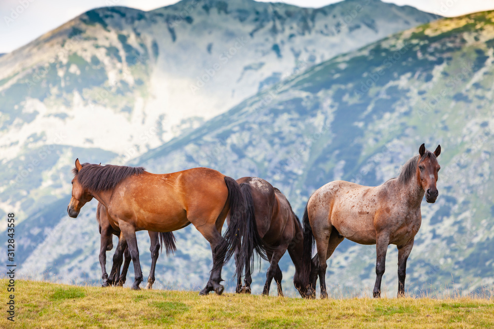 Fototapeta premium Wild horses roaming free on an alpine pasture in the mountains in summer
