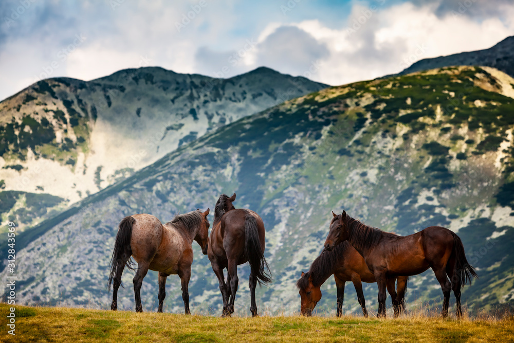 Wild horses roaming free on an alpine pasture in the mountains in summer