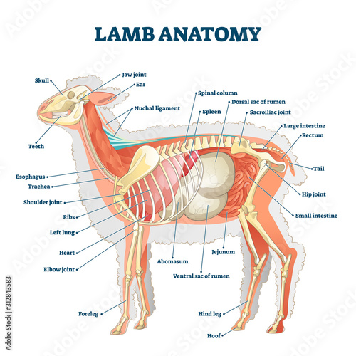 Lamb anatomy vector illustration. Labeled educational inner organ structure