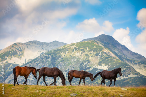 Wild horses roaming free on an alpine pasture in the mountains in summer