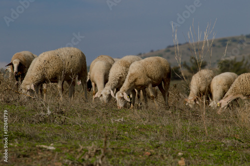 troupeaux de moutons en macédoine
