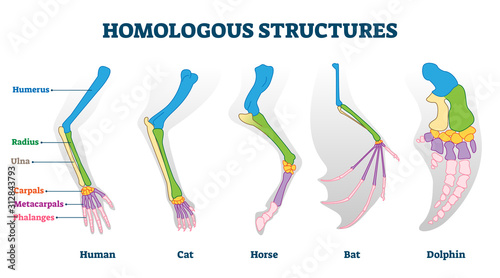 Homologous structure vector illustration. Biological species example scheme photo