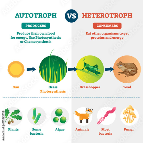 Heterotroph and autotroph vector illustration. Labeled biological division. photo