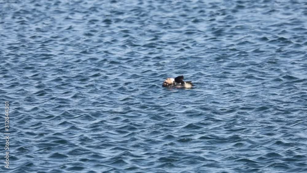 Duck Goosander (Mergus merganser) male swimming near the edge of ice floe cleaning feathers. Diving pochard seabird on the move.