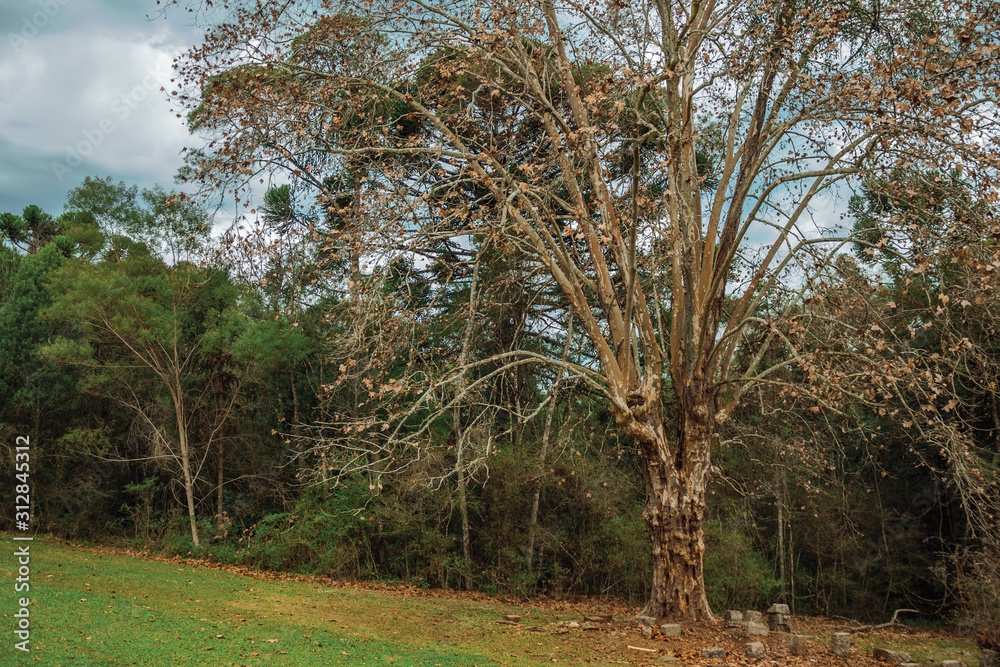 Landscape with leafless big tree amid lush forest Landscape with leafless big tree amid lush forest
