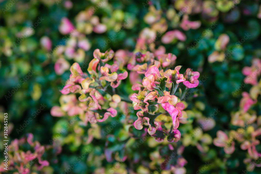 Colorful flowers in garden background Colorful flowers in garden background
