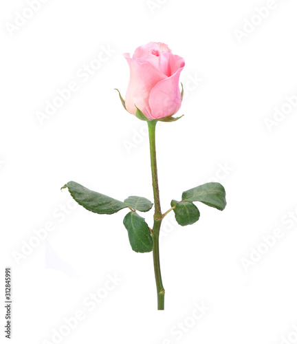Fototapeta Naklejka Na Ścianę i Meble -  pink rose isolated on white background
