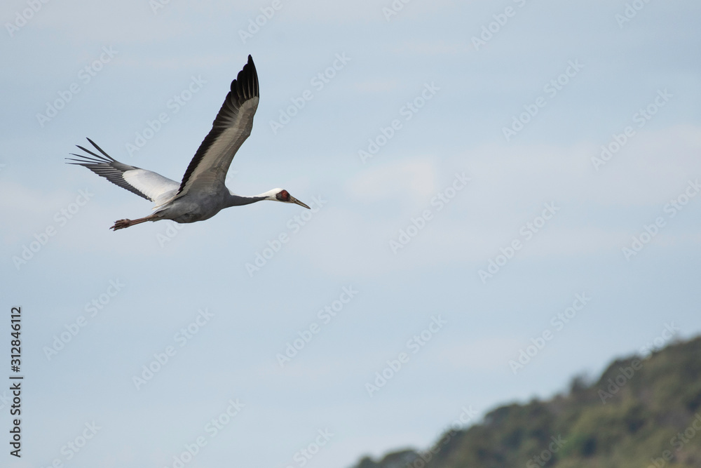 White-naped crane flying in Izumi city, Kagoshima prefecture, Japan White-naped crane flying in Izumi city, Kagoshima prefecture, Japan