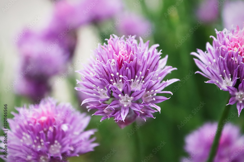 Closeup of fresh pink garden chive blossoms Closeup of fresh pink garden chive blossoms