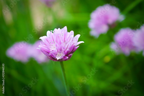 Closeup of fresh pink garden chive blossoms