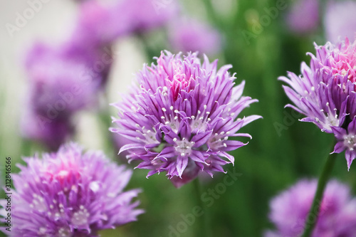 Closeup of fresh pink garden chive blossoms