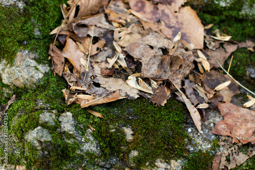 leaves and moss