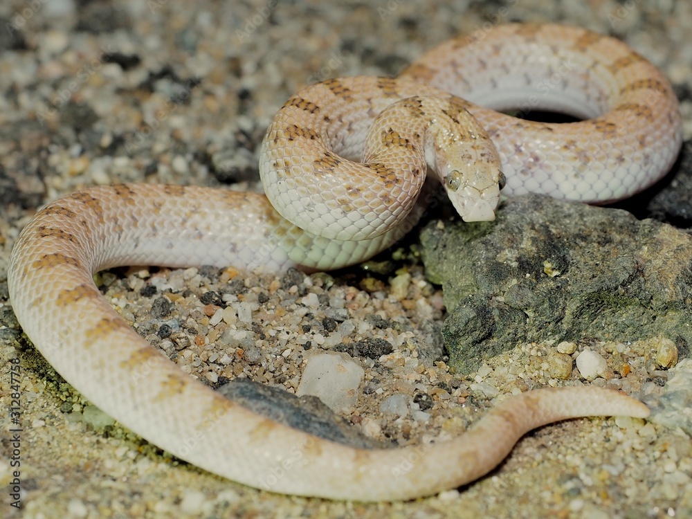 Naklejka premium leaf nose snake