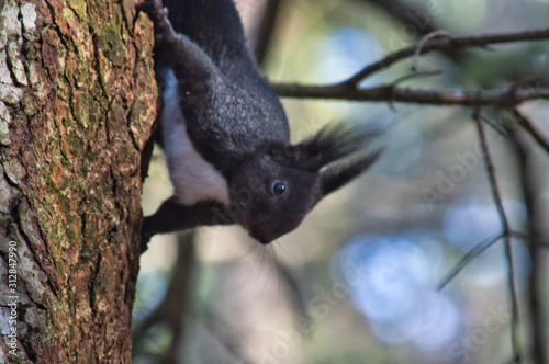 Photos Black squirrel, endemic to the Calabrian mountains.