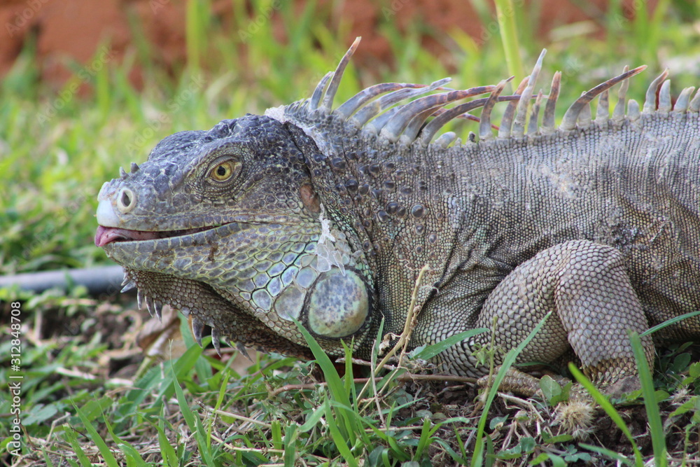 Obraz premium Iguana exotica